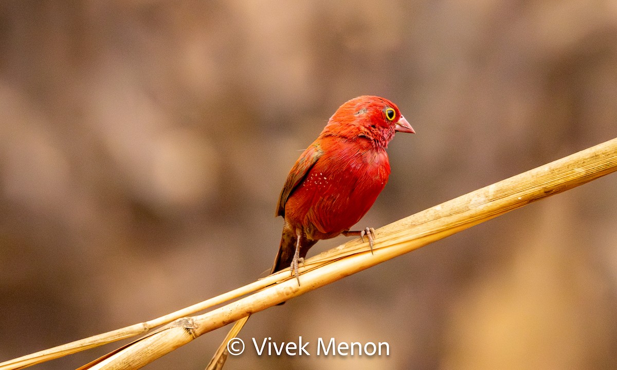 Red-billed Firefinch - Vivek Menon