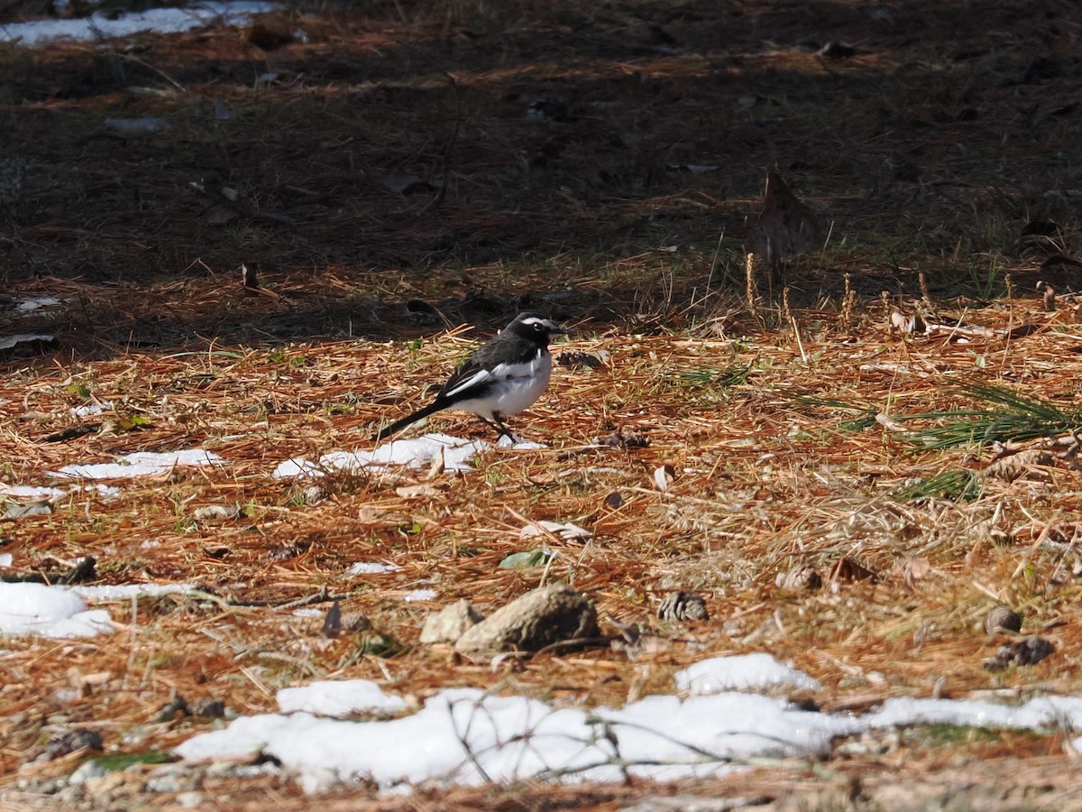 Japanese Wagtail - ML614736836