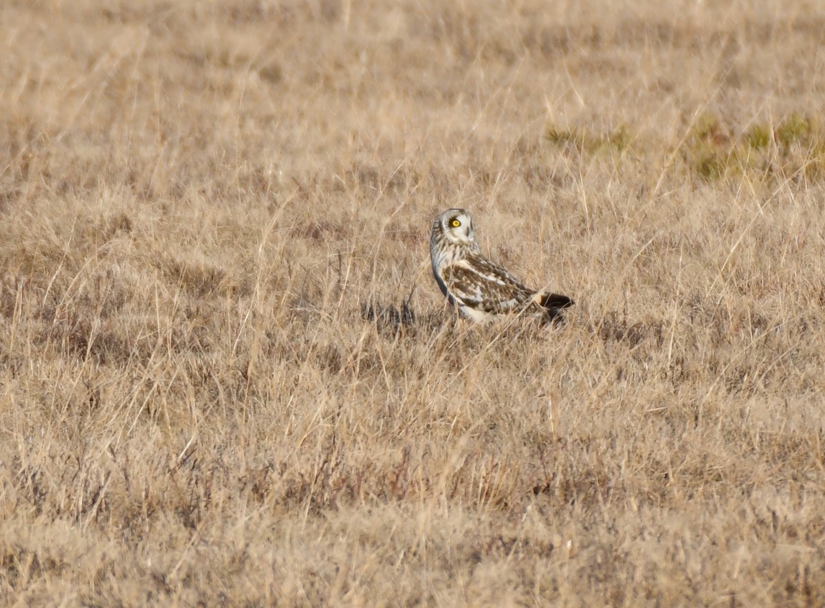 Hibou des marais - ML614736989