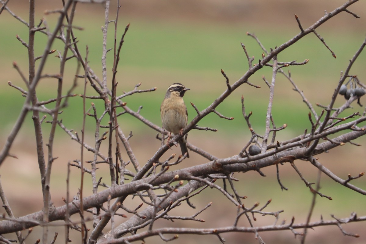 Black-throated Accentor - Nazim Ali Khan