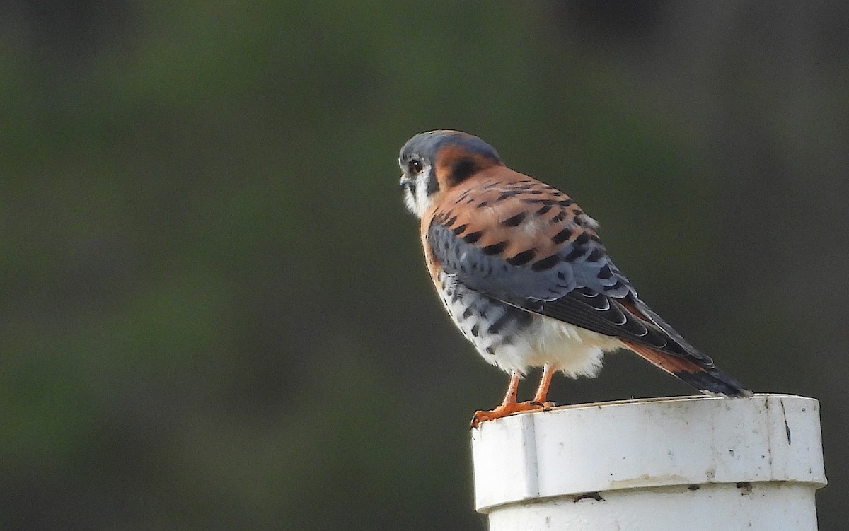 American Kestrel - Christine Rowland