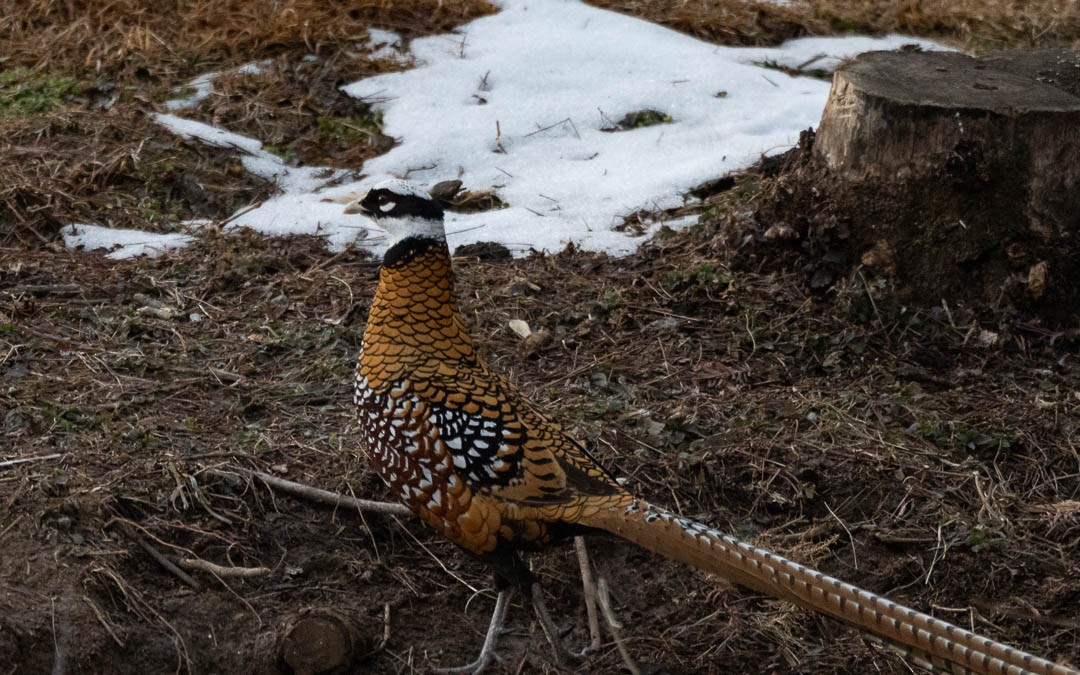 Reeves's Pheasant - ML614737054