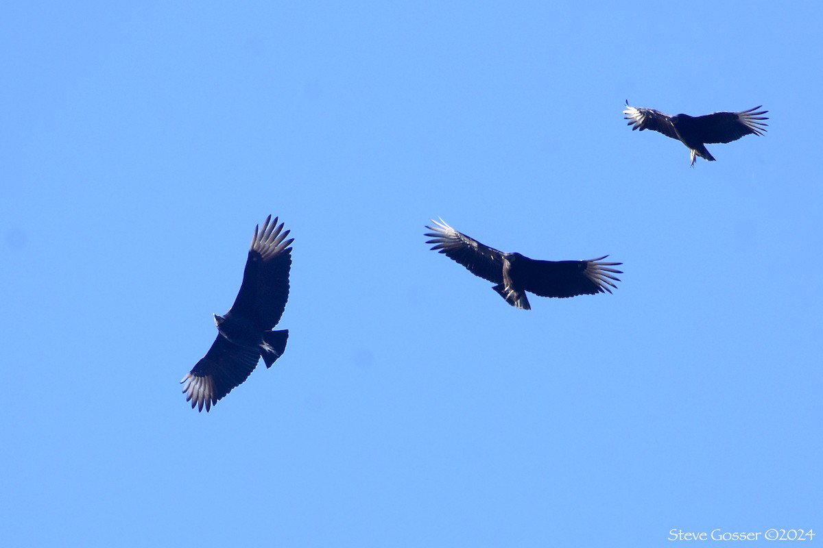 Black Vulture - ML614737087