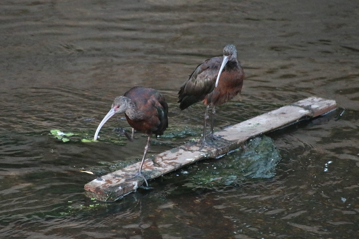 ibis americký - ML614737105