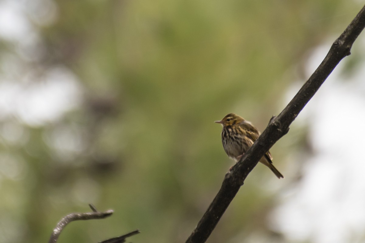 Olive-backed Pipit - ML614737185