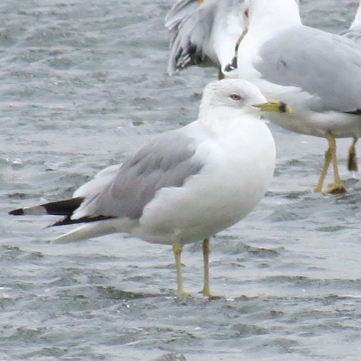 Ring-billed Gull - ML614737192