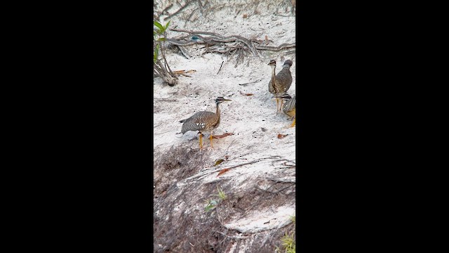 Sunbittern - ML614737232