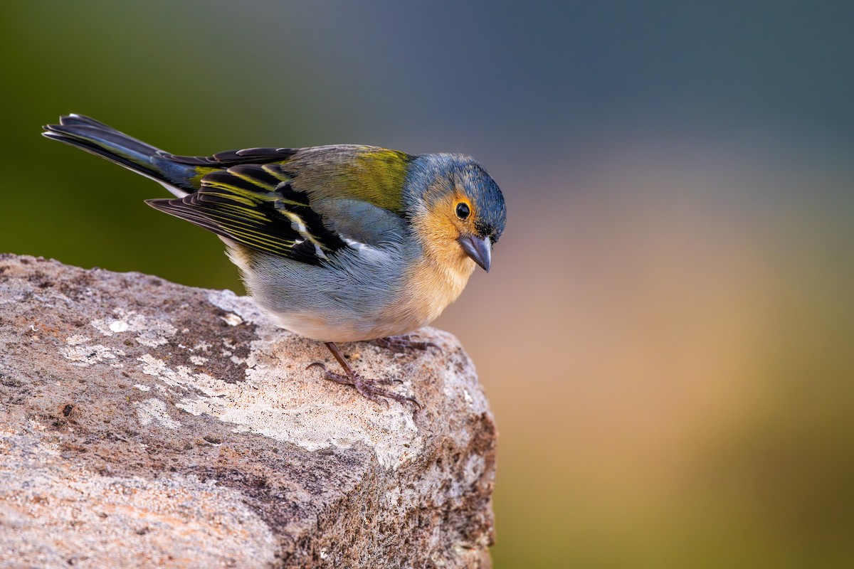 Madeira Chaffinch - ML614737238