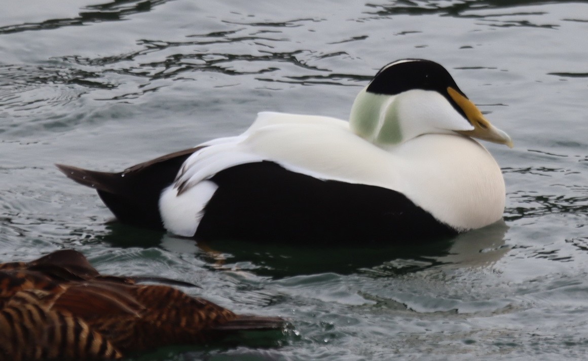 Eider arrunta - ML614737353