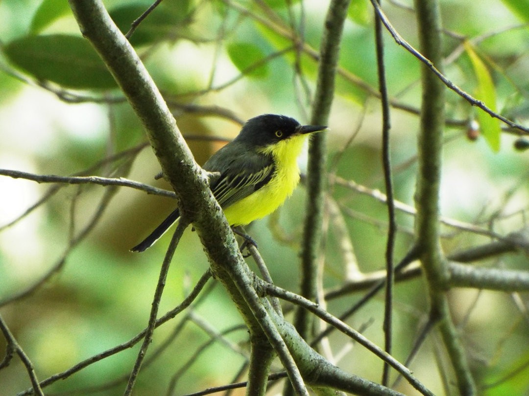 Common Tody-Flycatcher - ML614737389