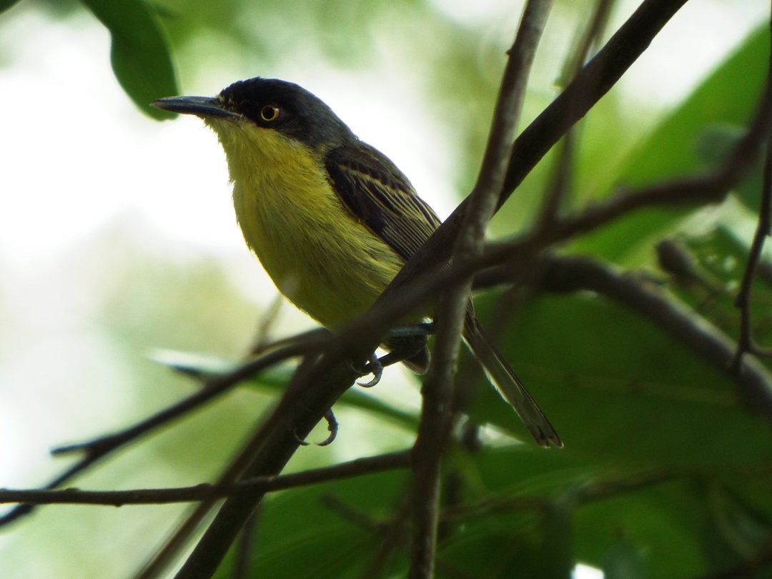 Common Tody-Flycatcher - ML614737390