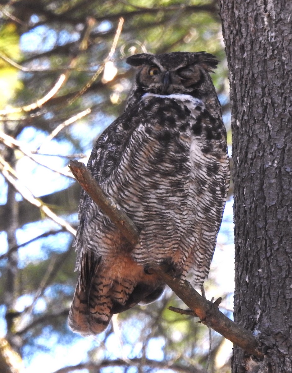 Great Horned Owl - ML614737414