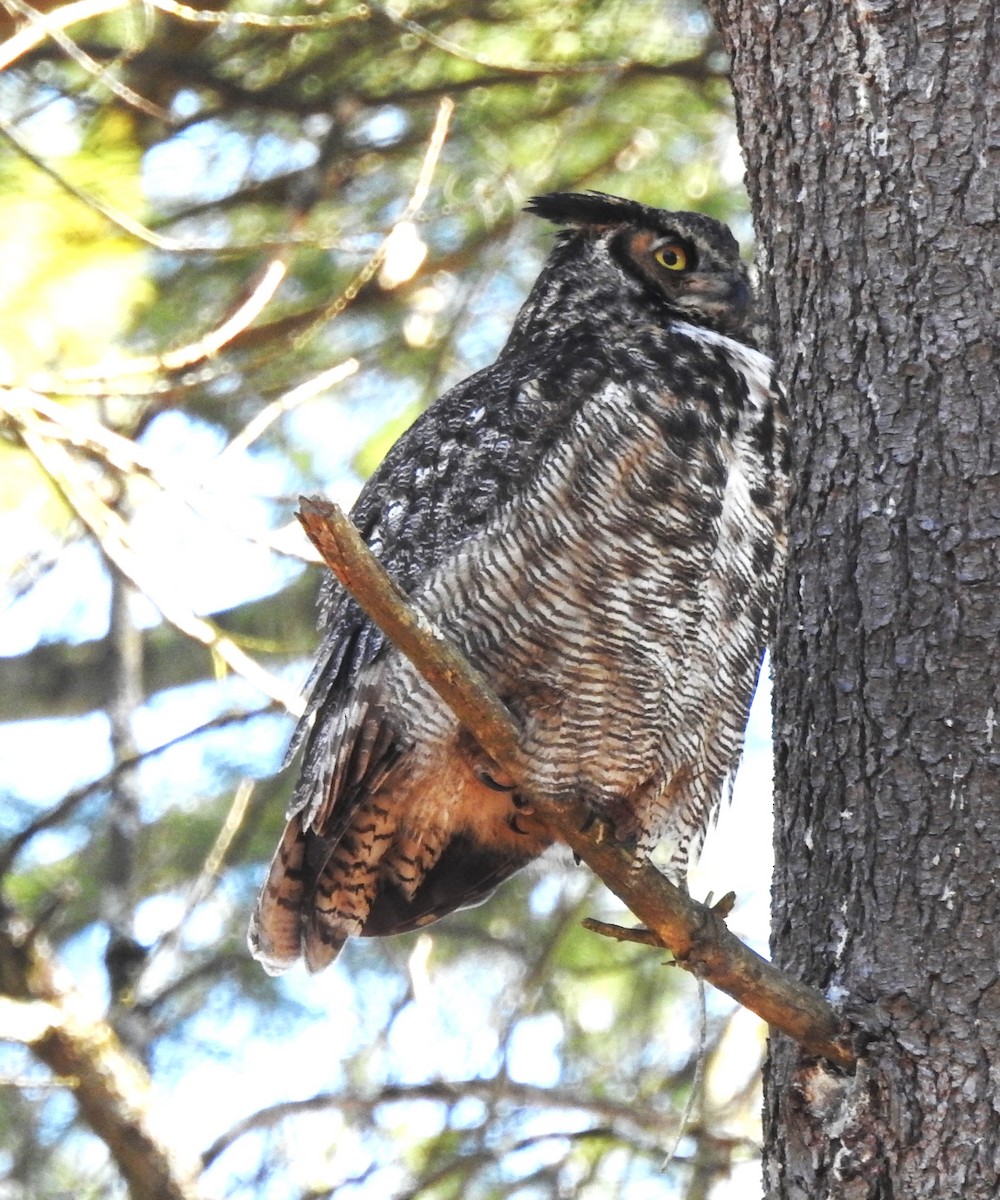 Great Horned Owl - ML614737416