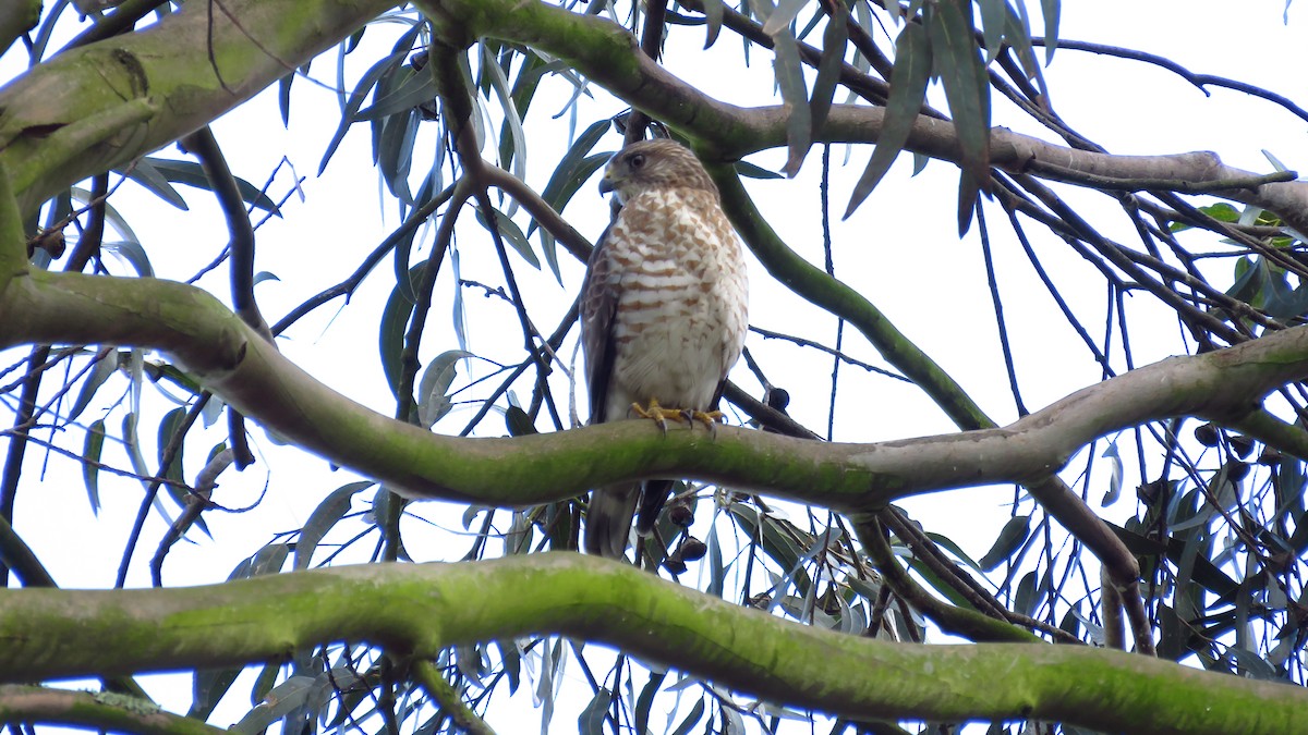 Broad-winged Hawk - ML614737425