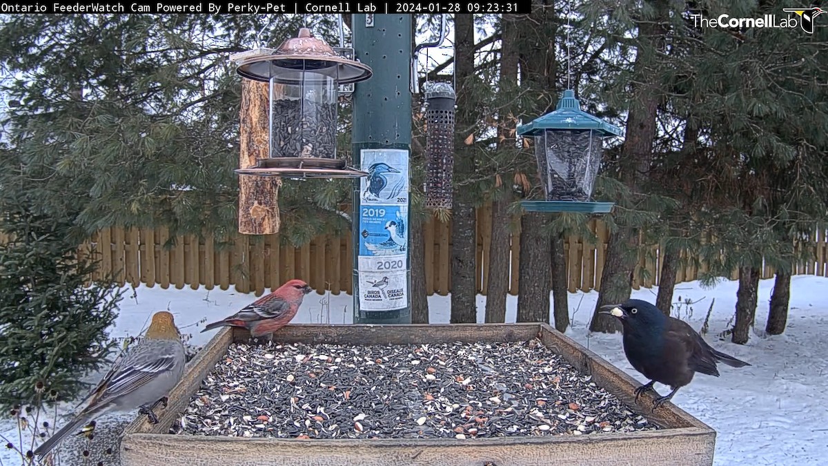 Common Grackle - Sandra Hawkins