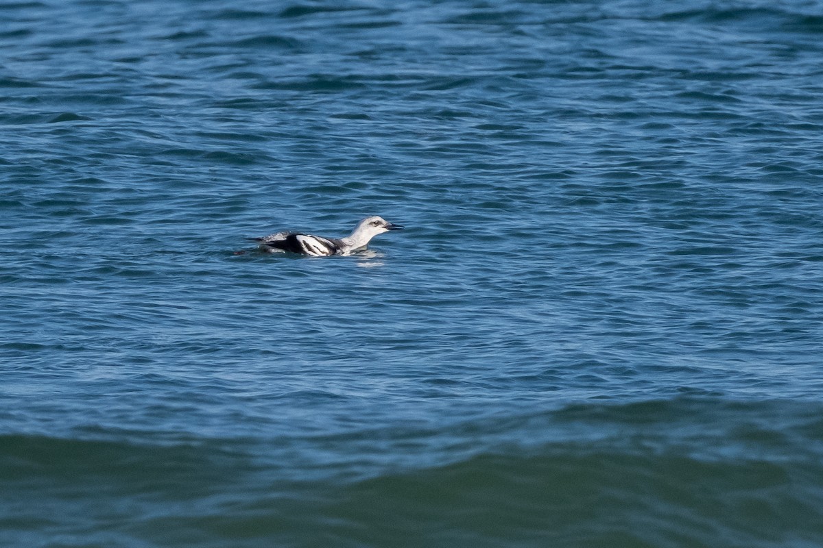 Black Guillemot (grylle Group) - ML614737441