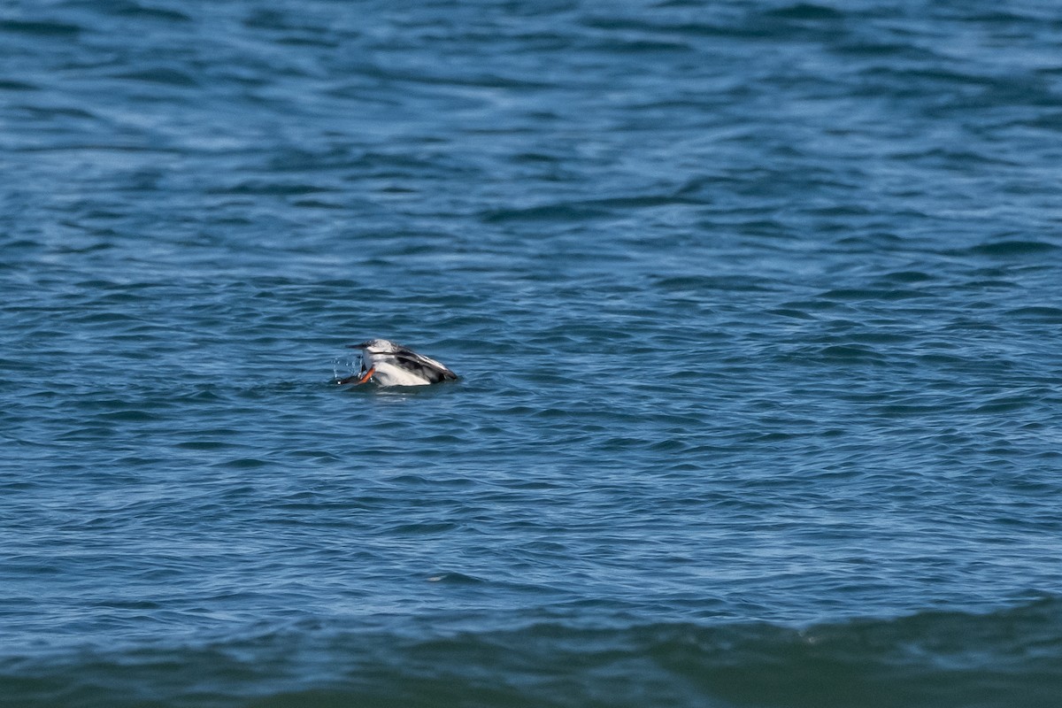 Black Guillemot (grylle Group) - ML614737442