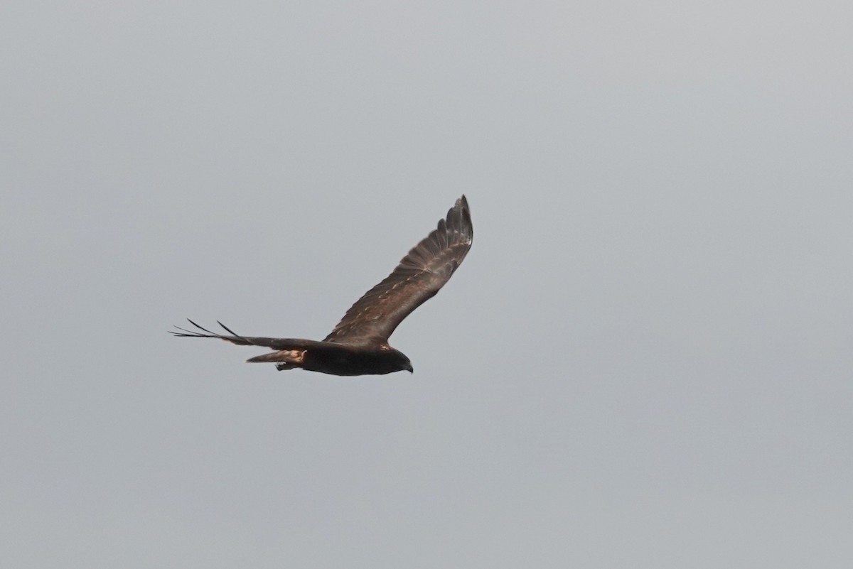 Swamp Harrier - ML614737451