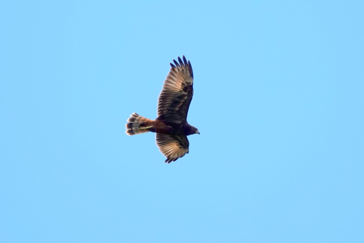 Swamp Harrier - ML614737452