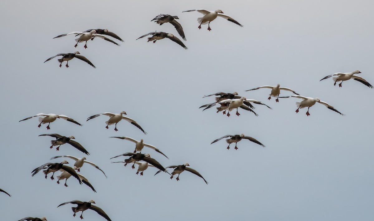 Snow Goose - ML614737465