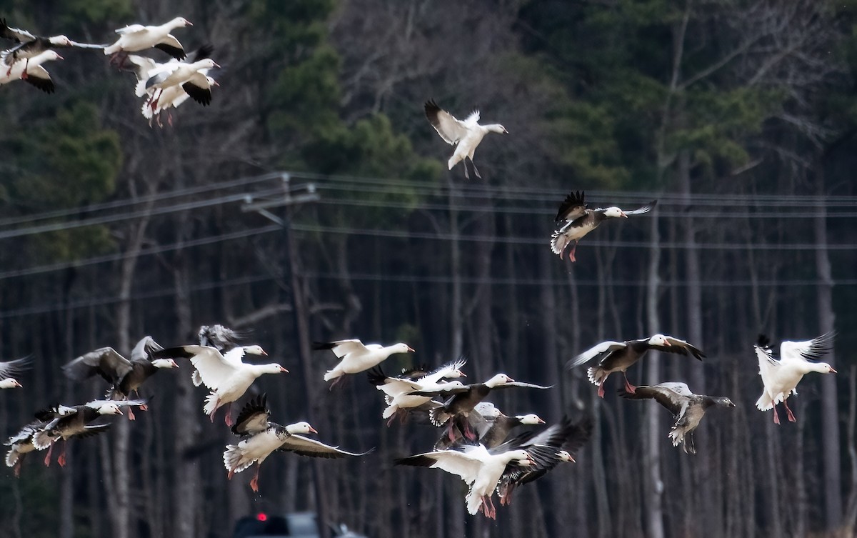 Snow Goose - ML614737466