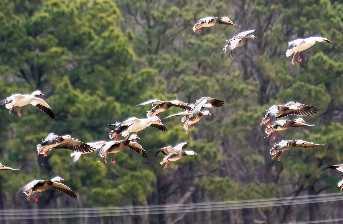 Snow Goose - ML614737467