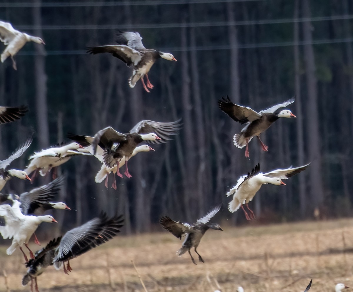 Snow Goose - ML614737469