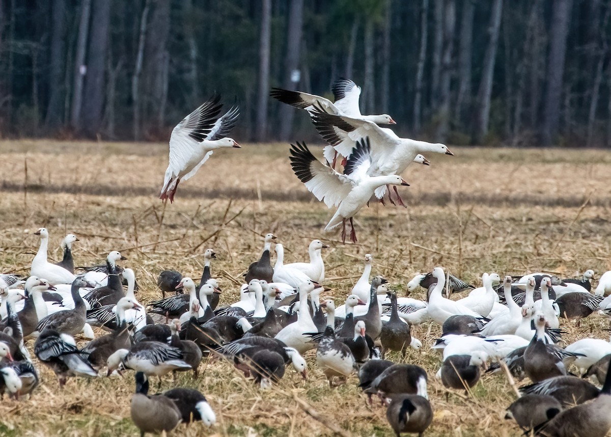 Snow Goose - ML614737470