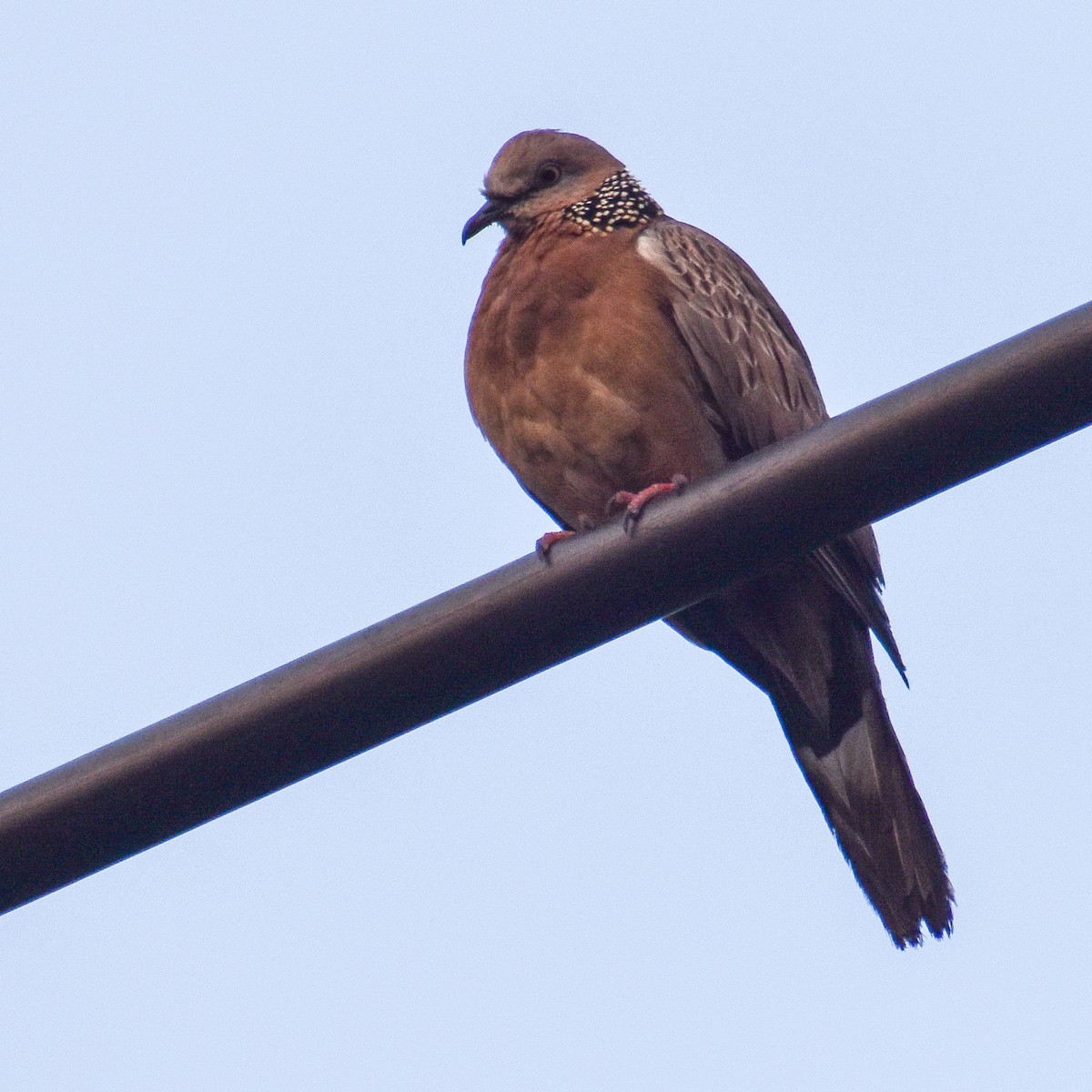 Spotted Dove - ML614737534