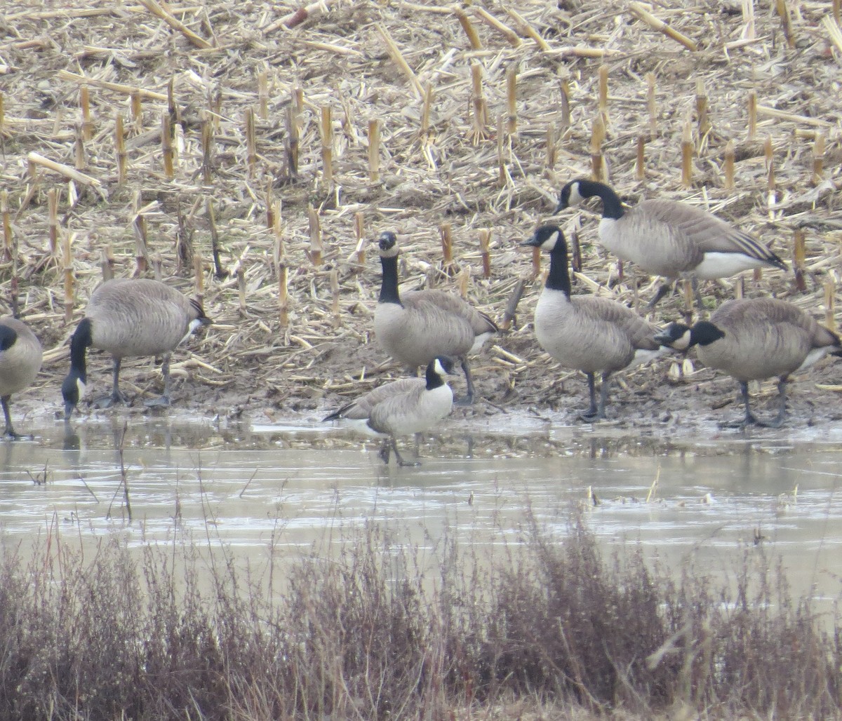 Cackling Goose - John Brenneman