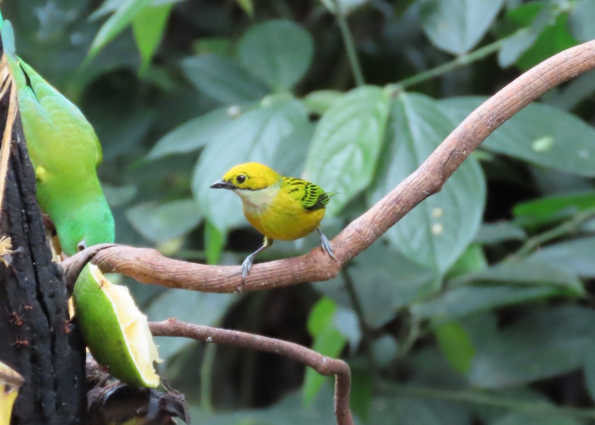 Silver-throated Tanager - ML614737571