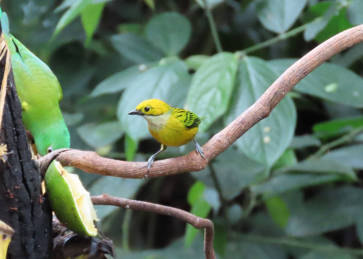 Silver-throated Tanager - David Huff