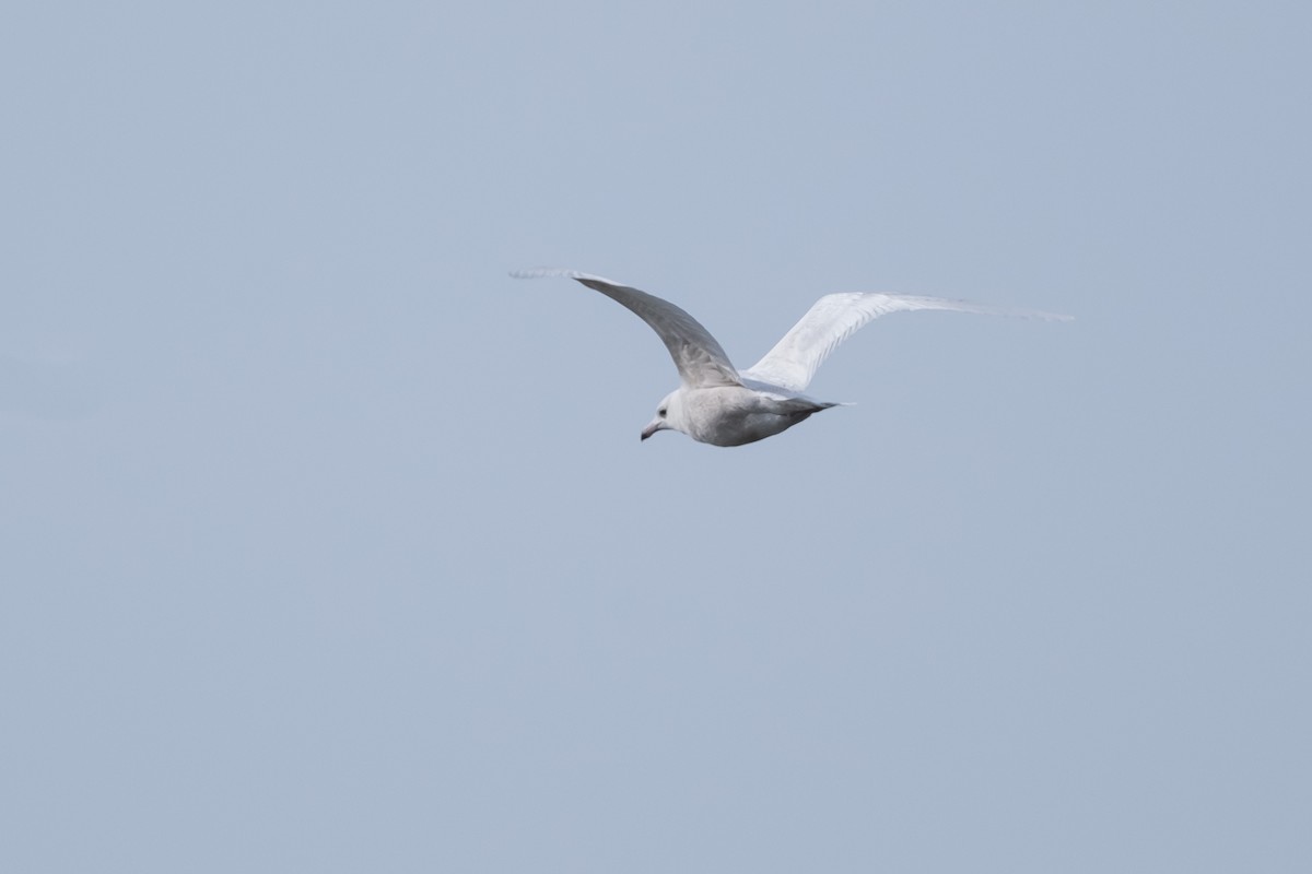 Glaucous Gull - ML614737617