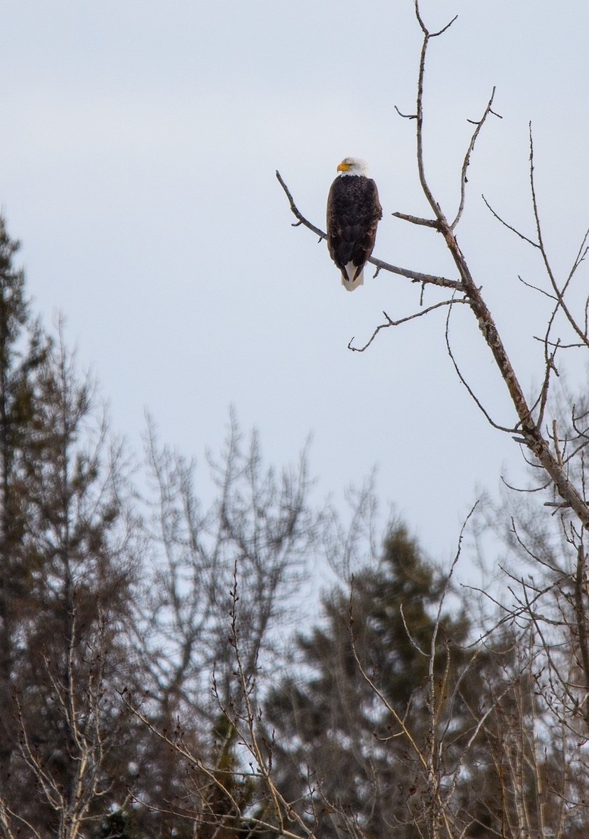 Weißkopf-Seeadler - ML614737740