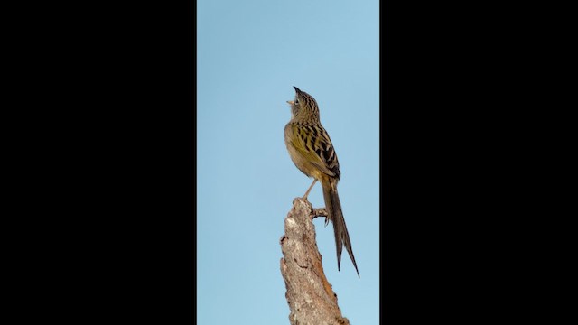 Wedge-tailed Grass-Finch - ML614737754