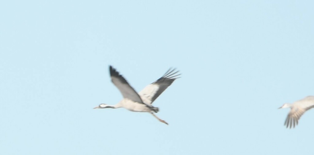 Common Crane - ML614737780