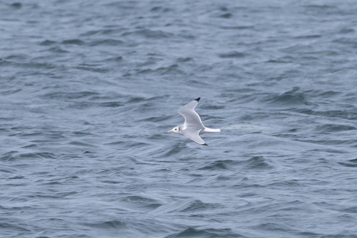 Mouette tridactyle - ML614737783