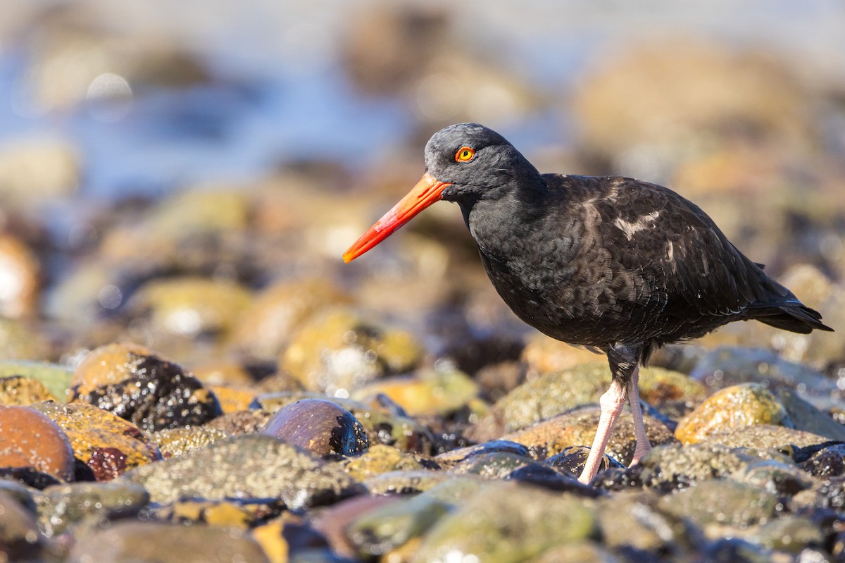 Black Oystercatcher - ML614737794