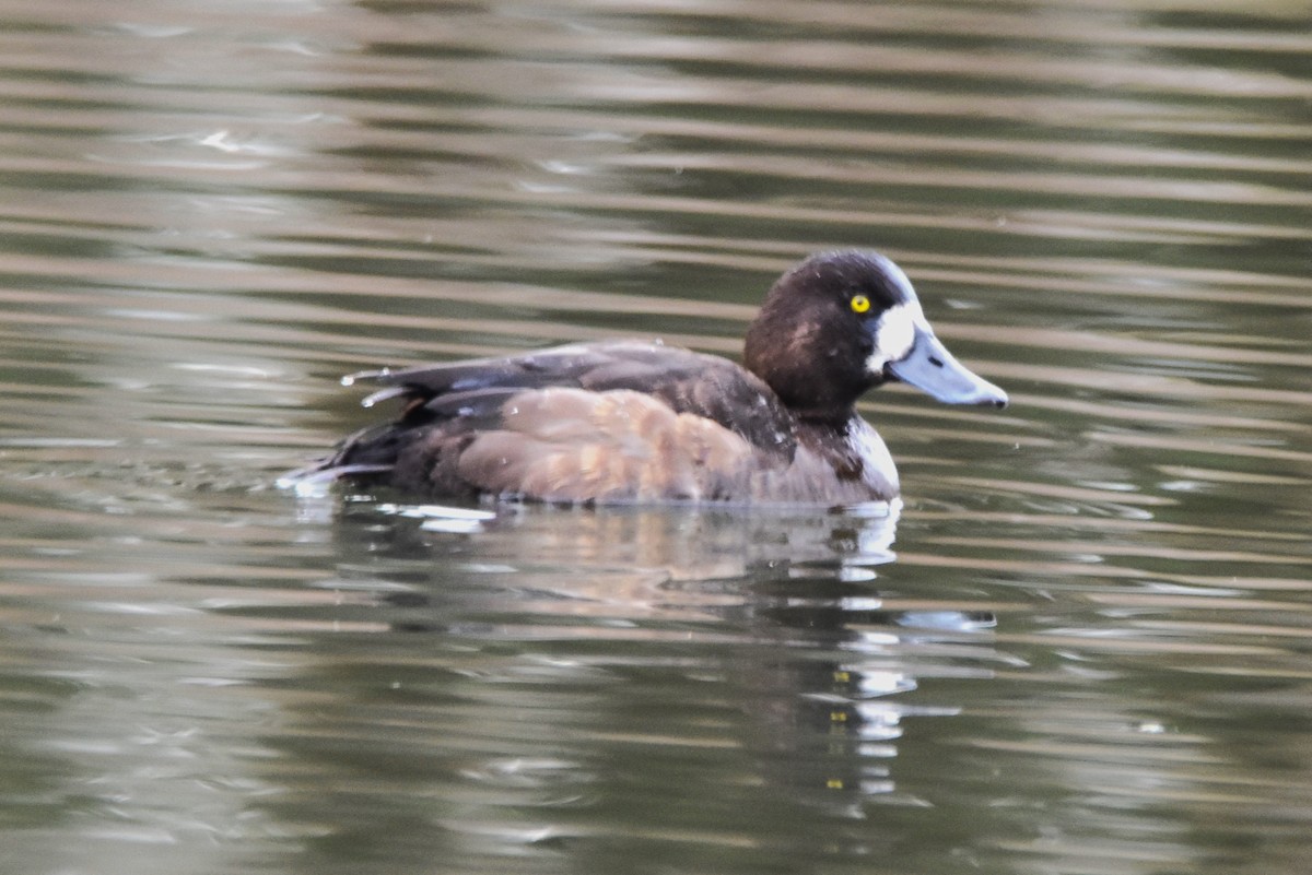 Greater Scaup - ML614737804