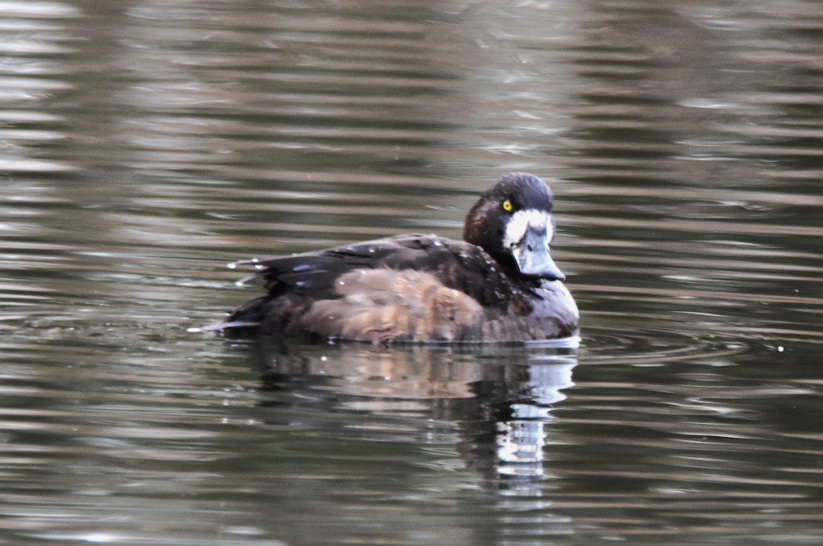 Greater Scaup - ML614737805