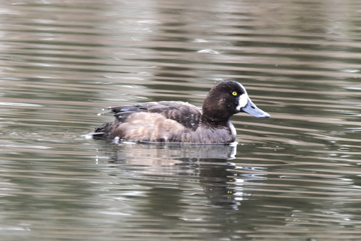 Greater Scaup - ML614737806