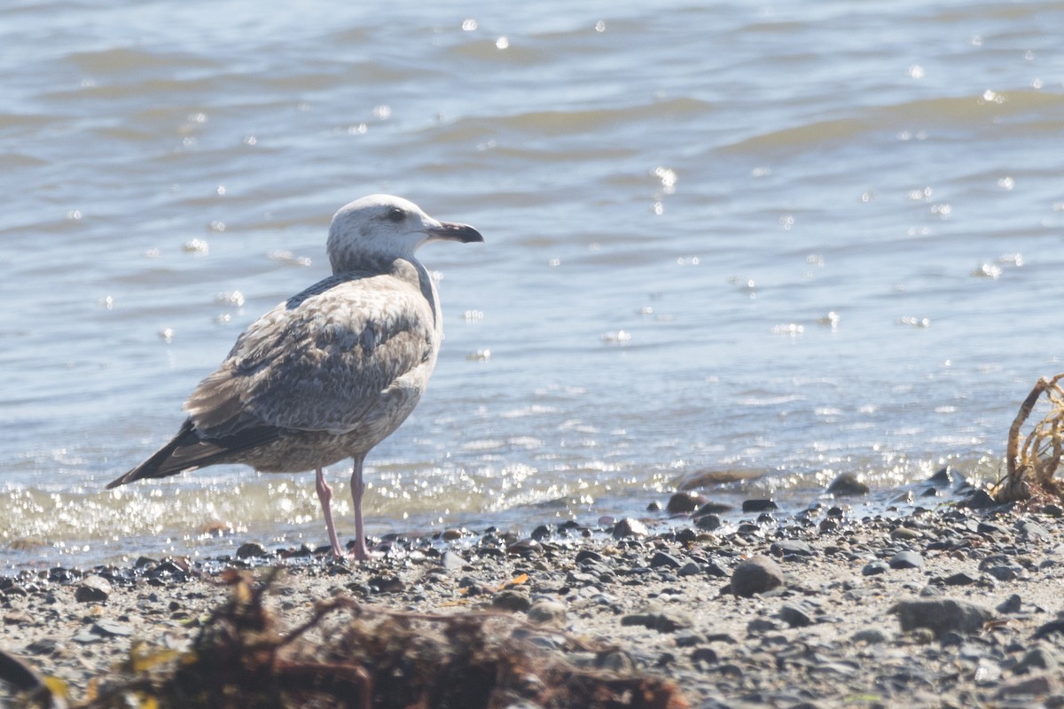 Herring Gull - Braxton Landsman