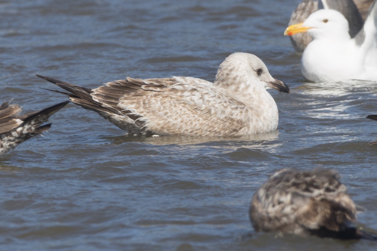 Herring Gull - ML614737819