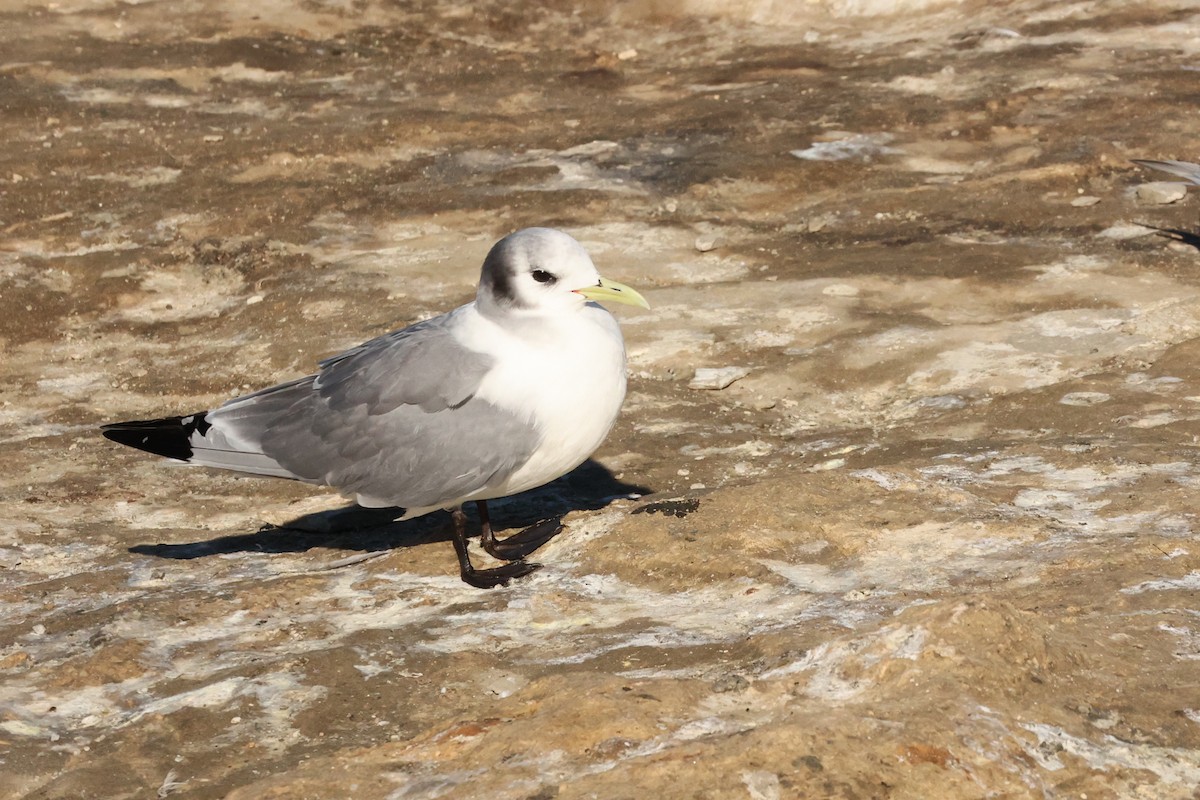 Gaviota Tridáctila - ML614737827