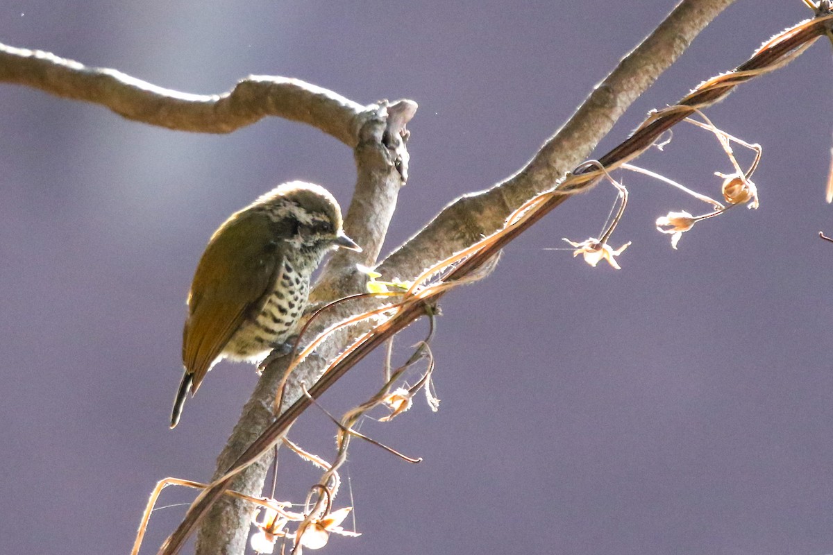 Speckled Piculet - ML614737848