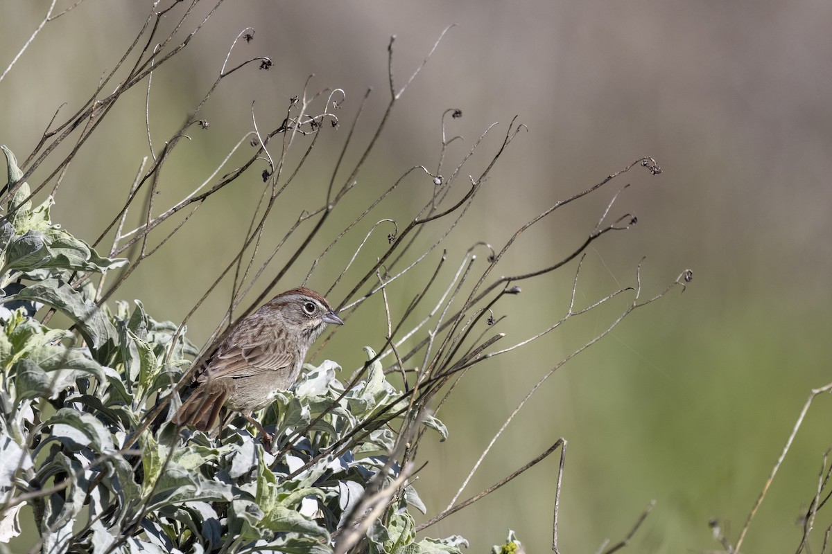 Rufous-crowned Sparrow - ML614737904