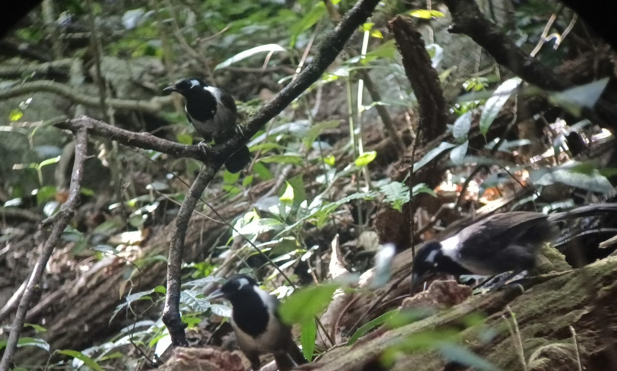 Black-hooded Laughingthrush - ML614737952