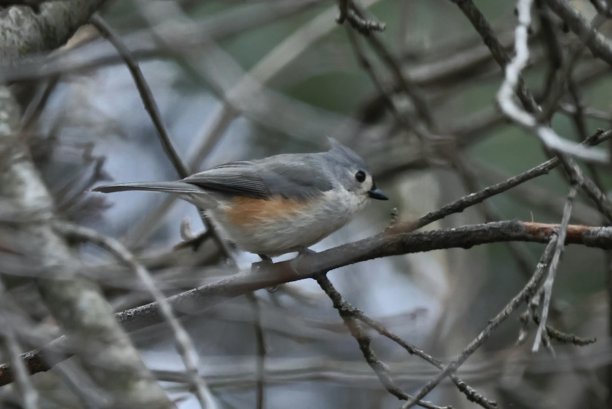 Tufted Titmouse - ML614737982