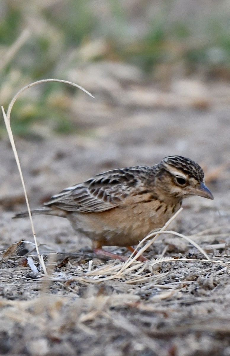 Tawny Lark - ML614738096