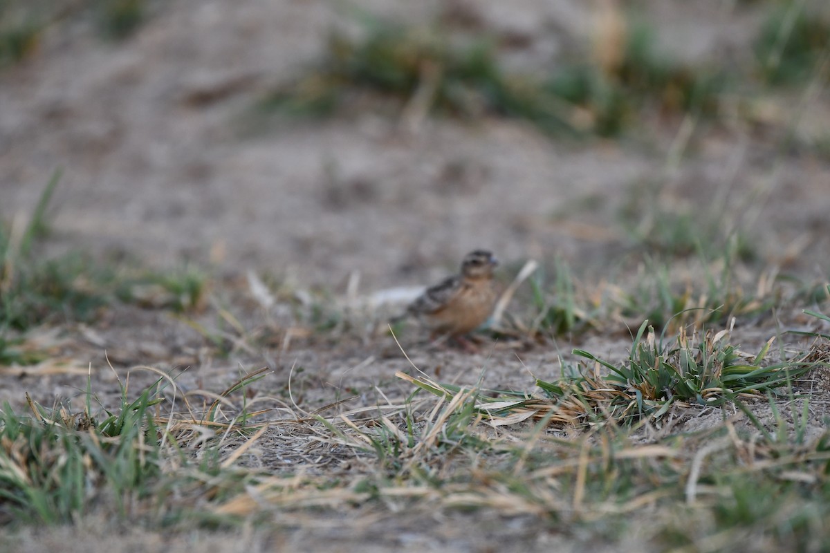 Tawny Lark - ML614738097